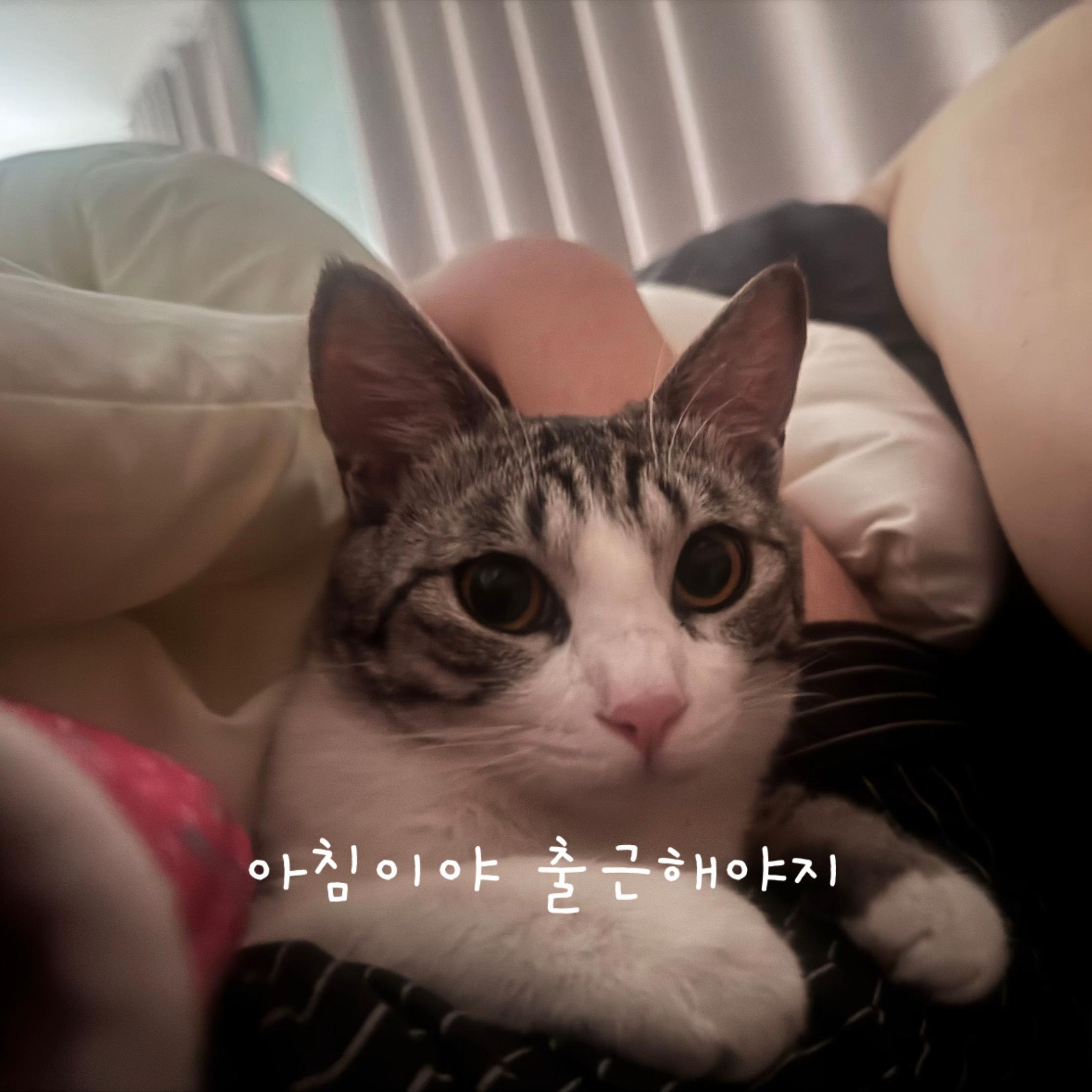 @투머치냥즈