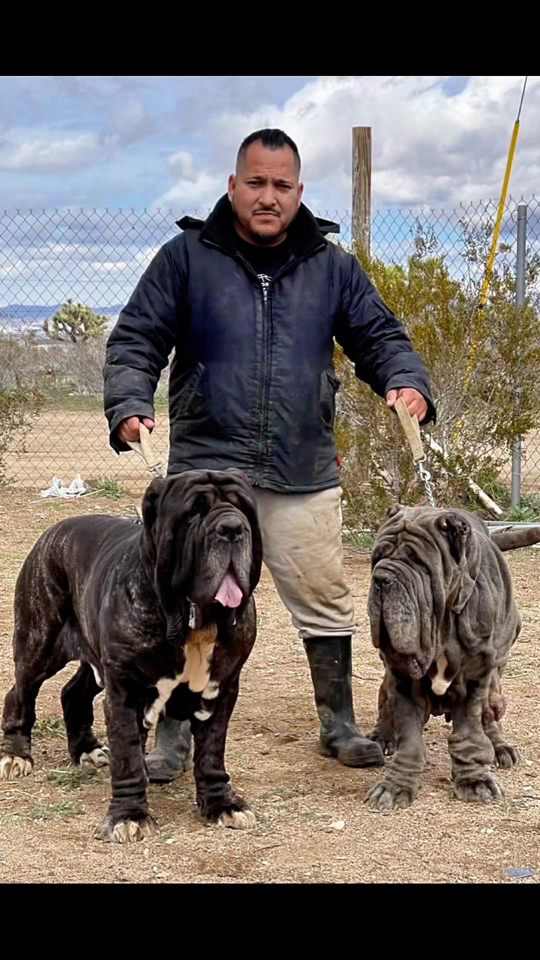 @MastinosDelManicomio