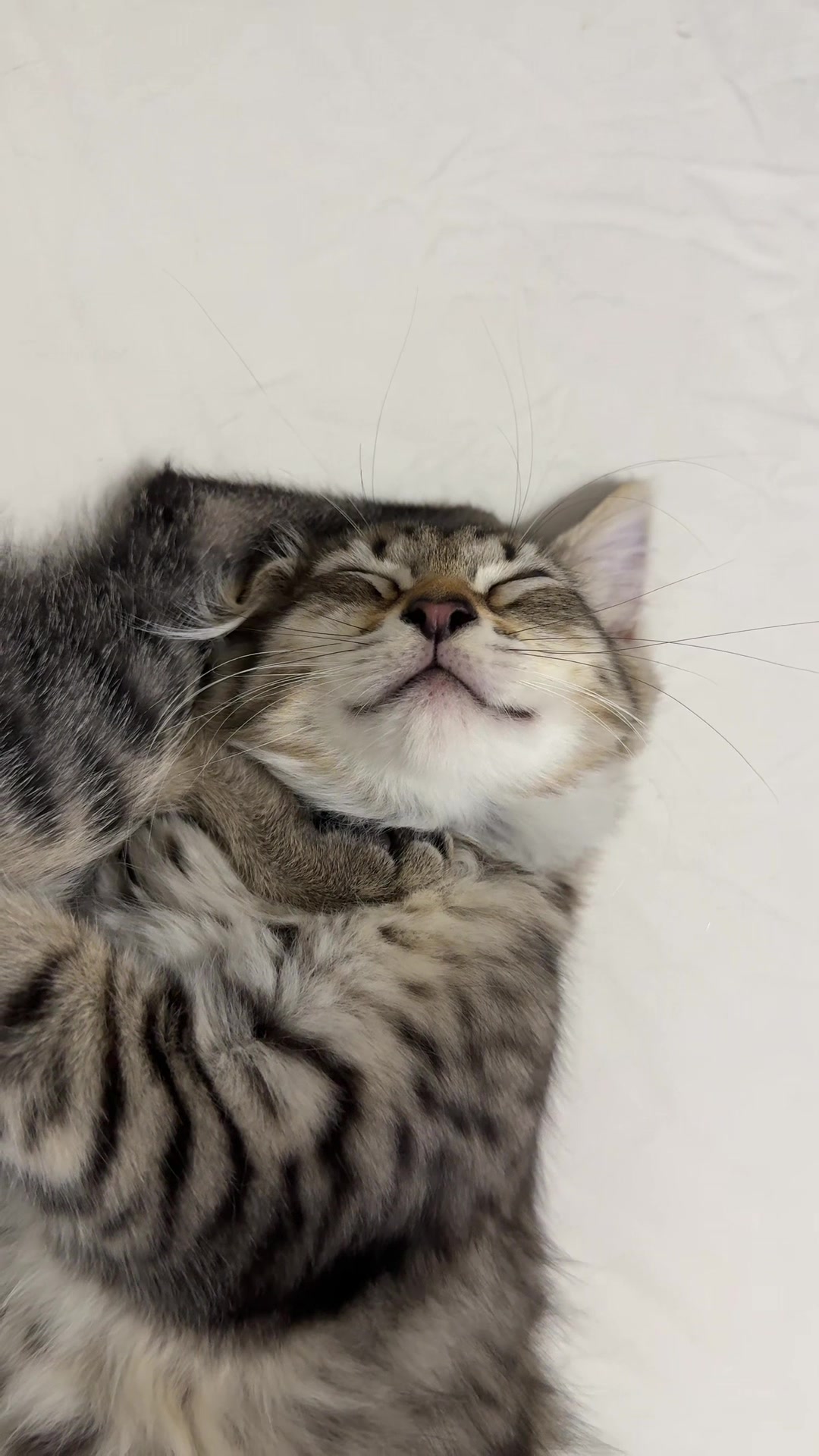 @Mia kittens