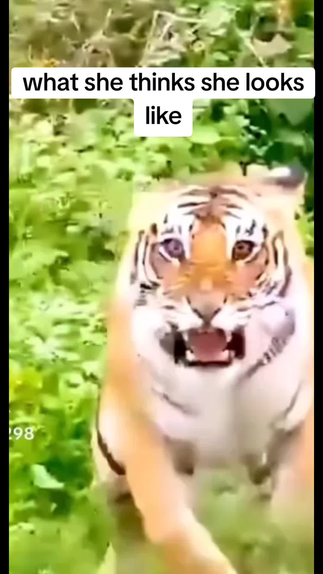 @Bestiesbeasties
