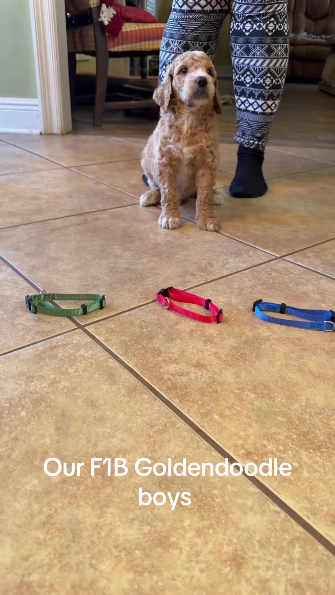 @RhondasRetrievers