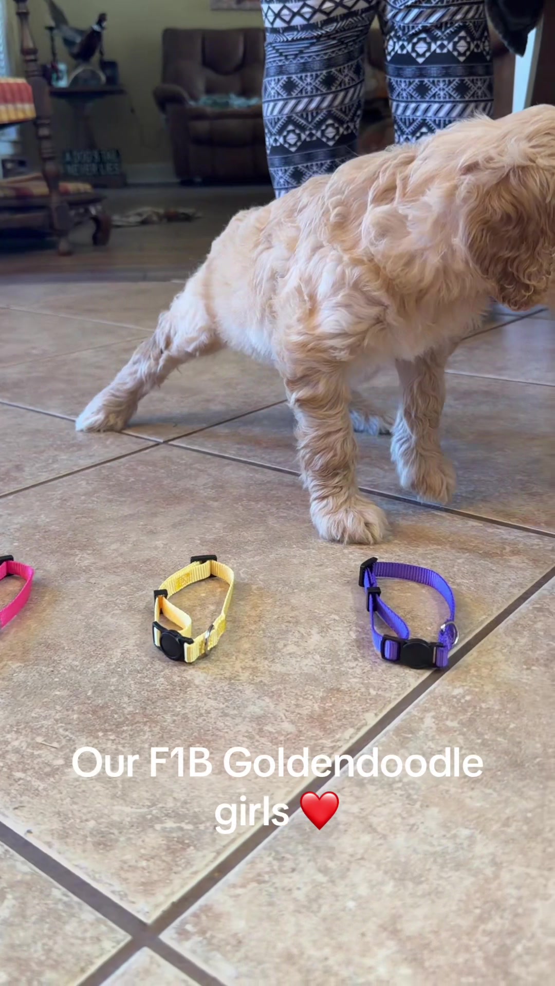 @RhondasRetrievers