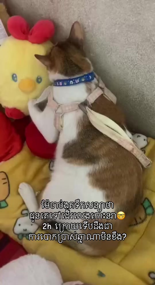 @Mew mew