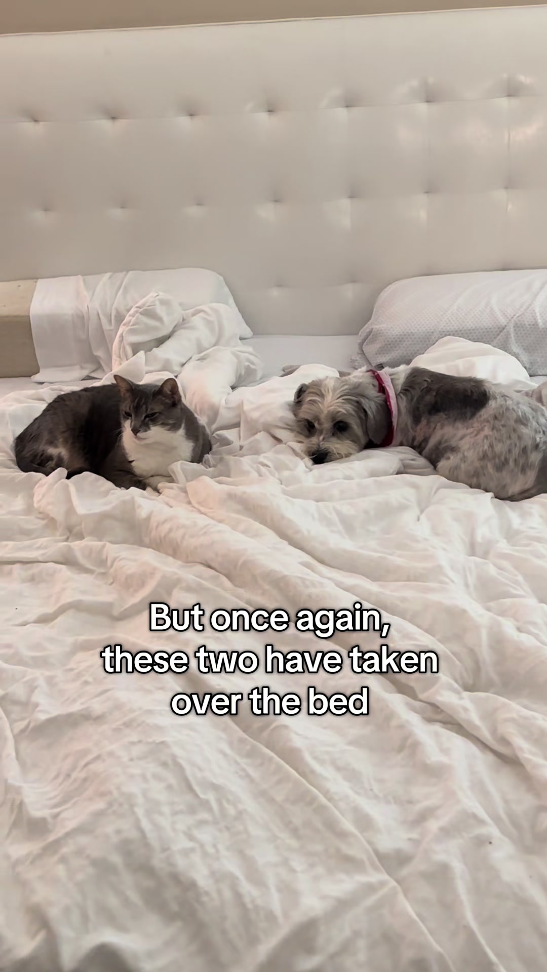 @Harley & Stormy