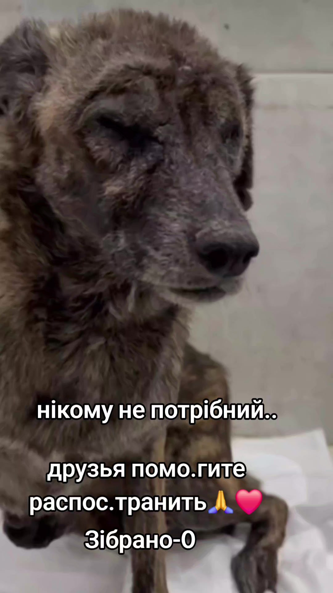 @animal