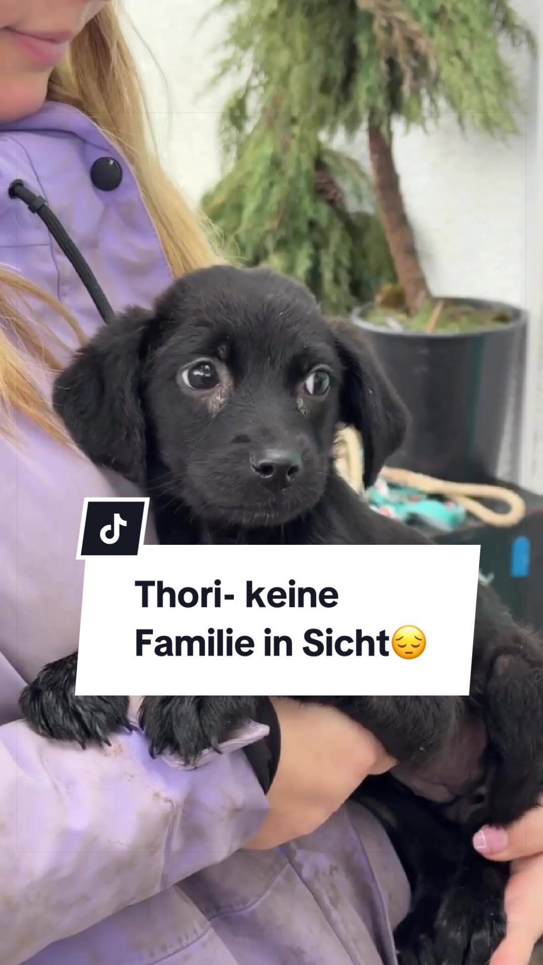 @Ein Herz f&uuml;r Streuner e.V.