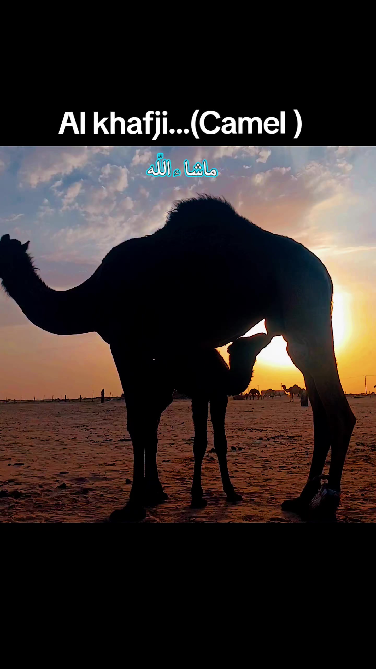 @T starTareq(Al Khafji)đ¸đĻđ§đŠ