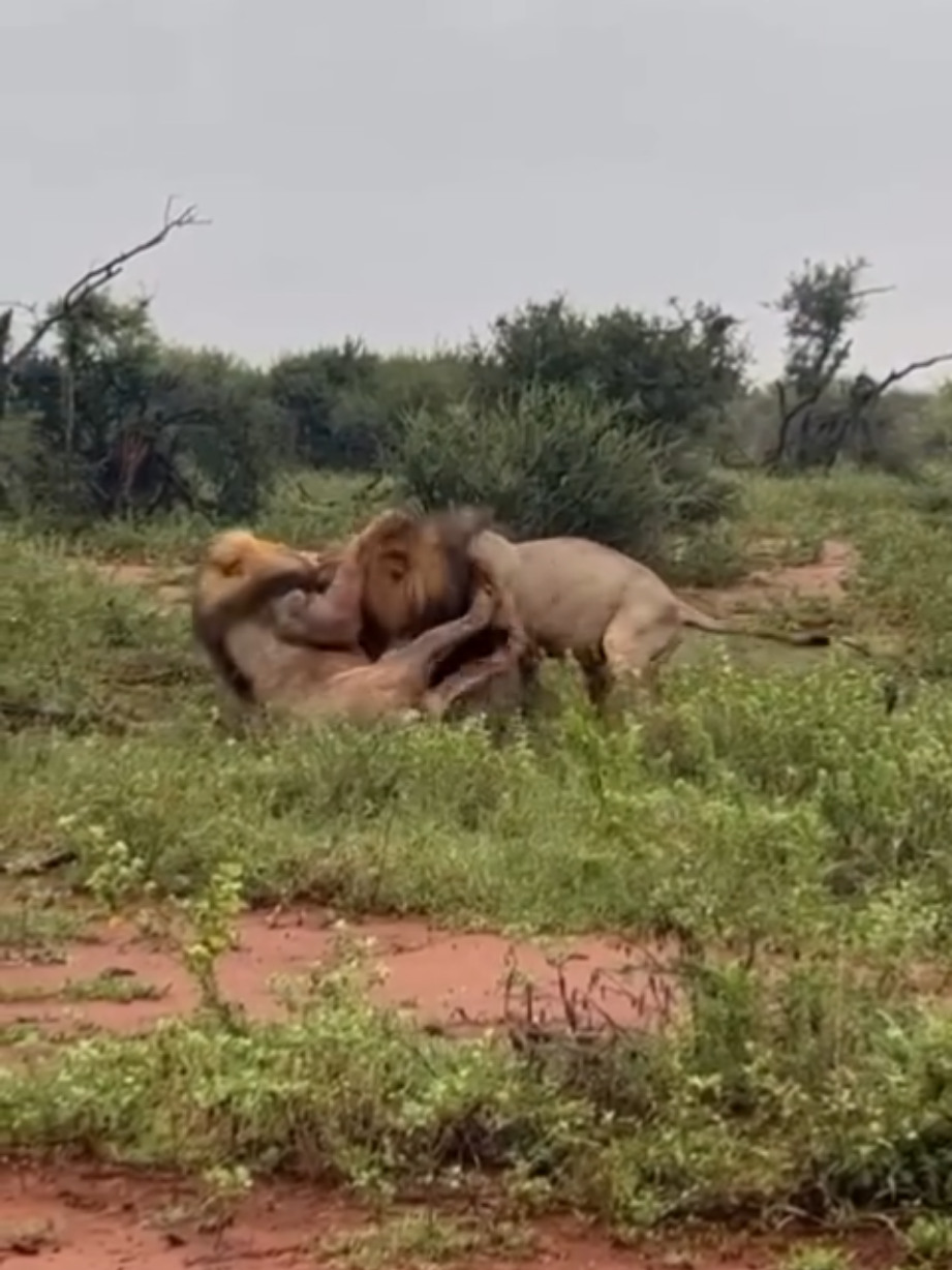 @Lion Sightings