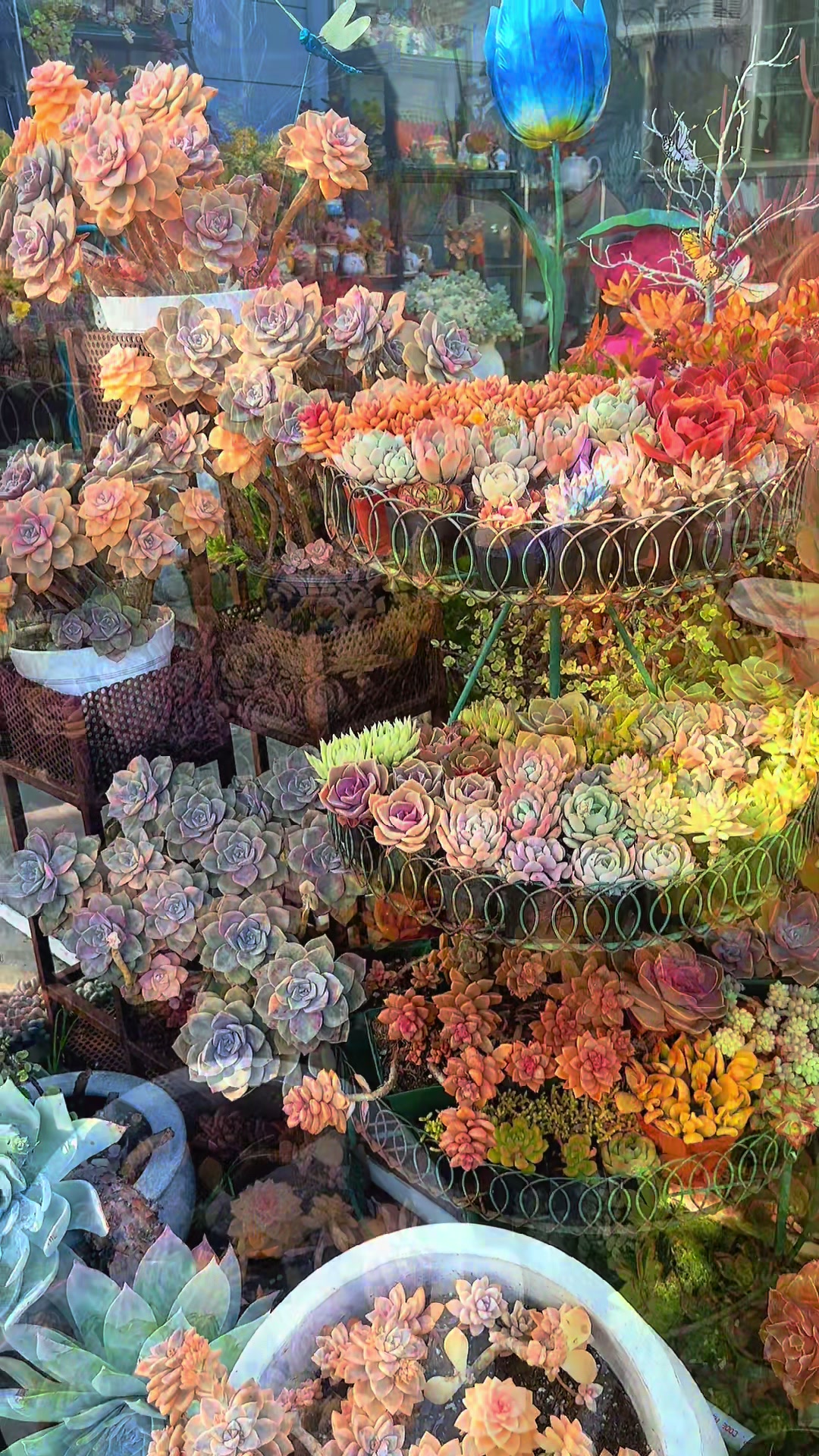 @euphoriablooms