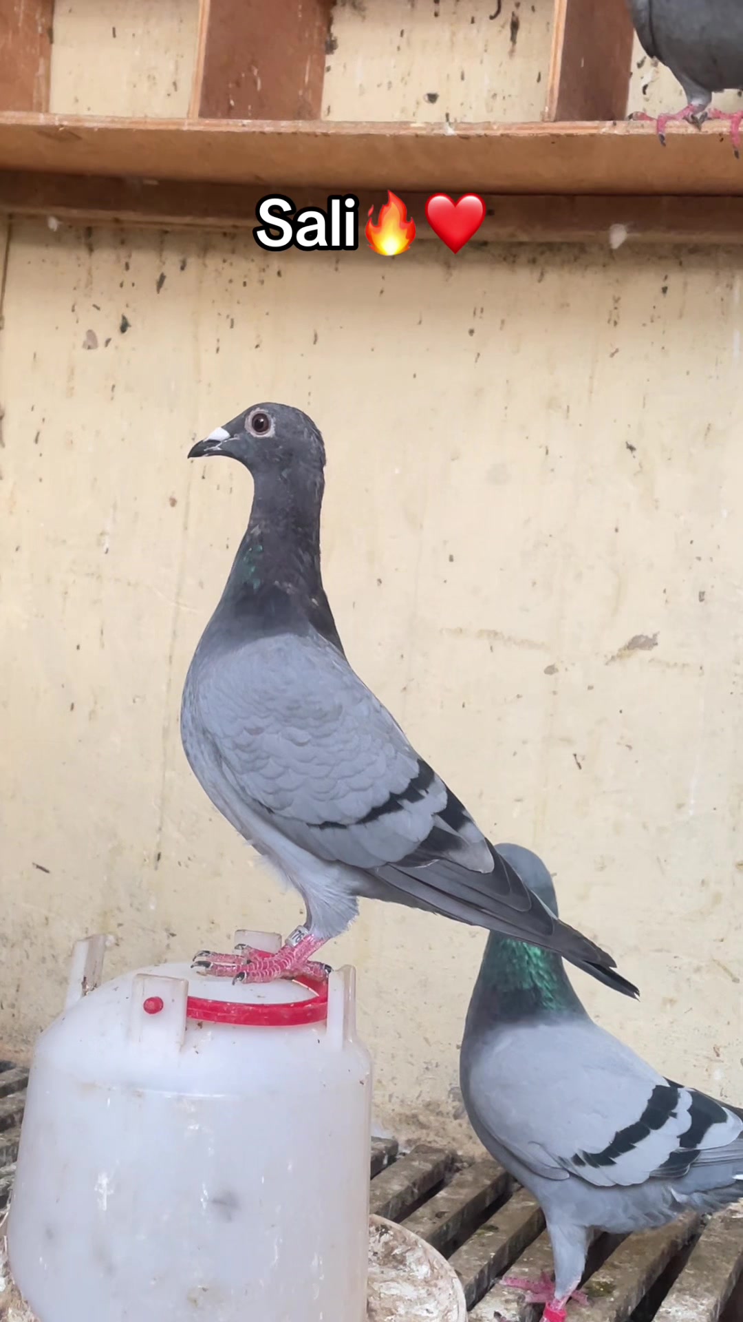 @OMZOLOFT🎊🕊🦜