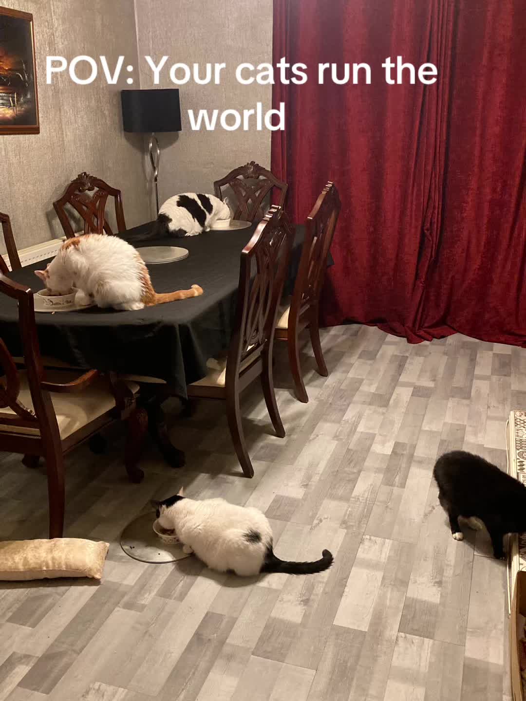 @Crazy cat lady x 4