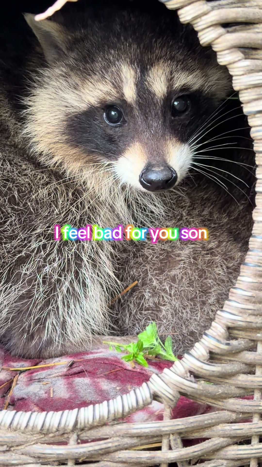 @For Fox Sake Wildlife Rescue
