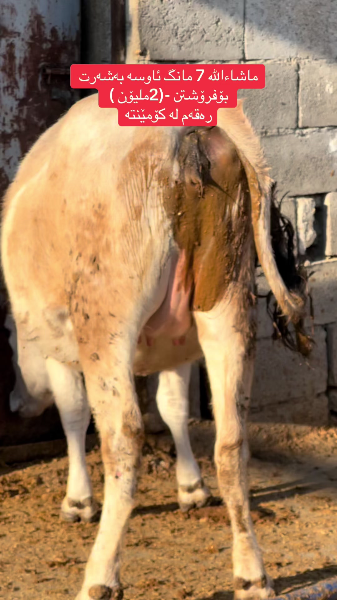 @مەیدانی ئاژەڵانی محمد 🐄🐂