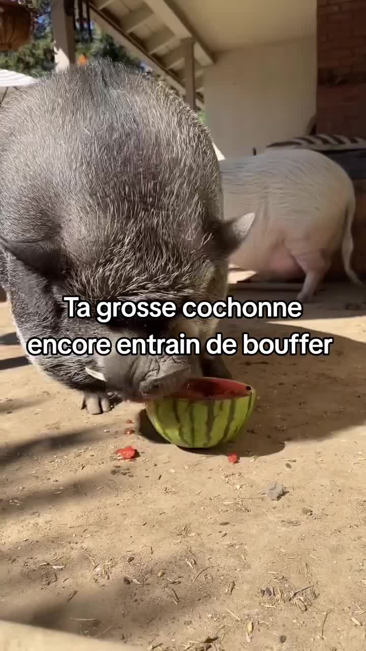 @FouRireAnimal