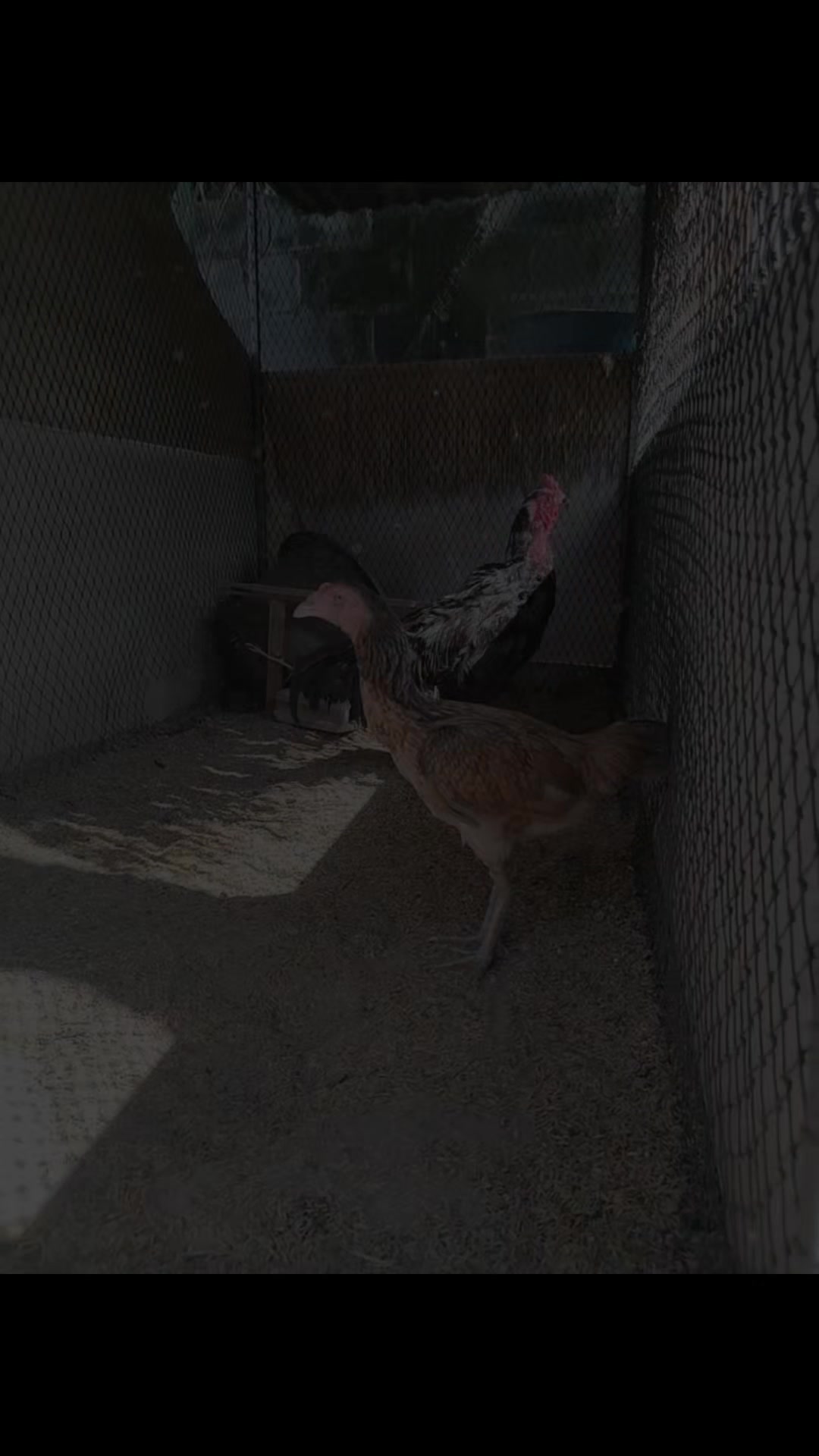 @สาวบ้านๆที่เลี้ยงไก่ชน🐓🐓
