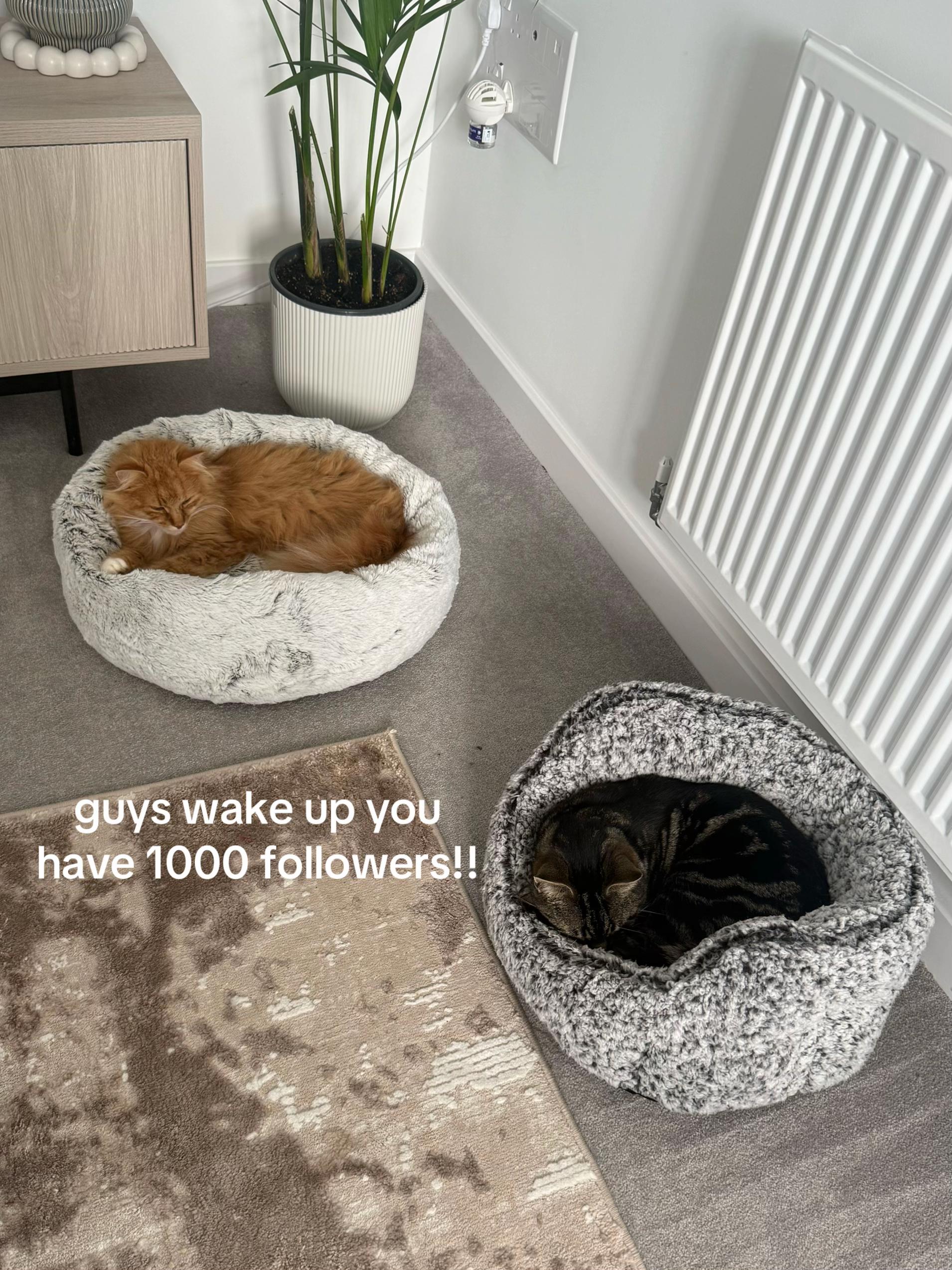 @Simba &amp; Max 🐾