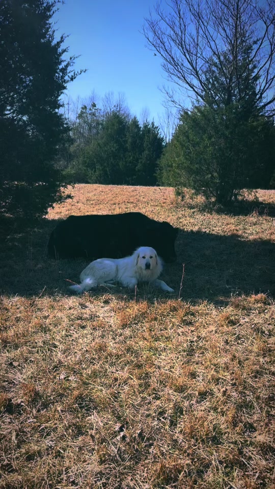 @EasilyDistractedby2Cows