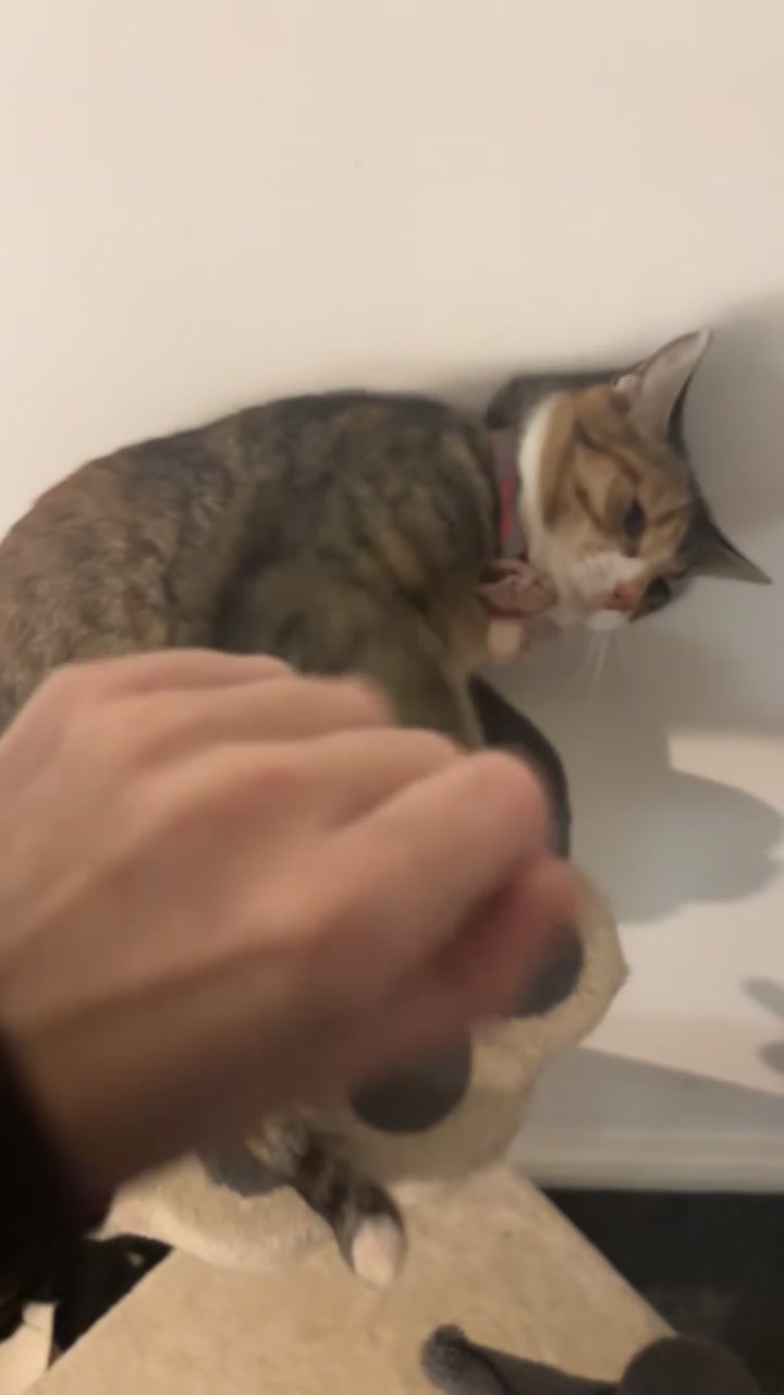 @mitsy.the.cat01