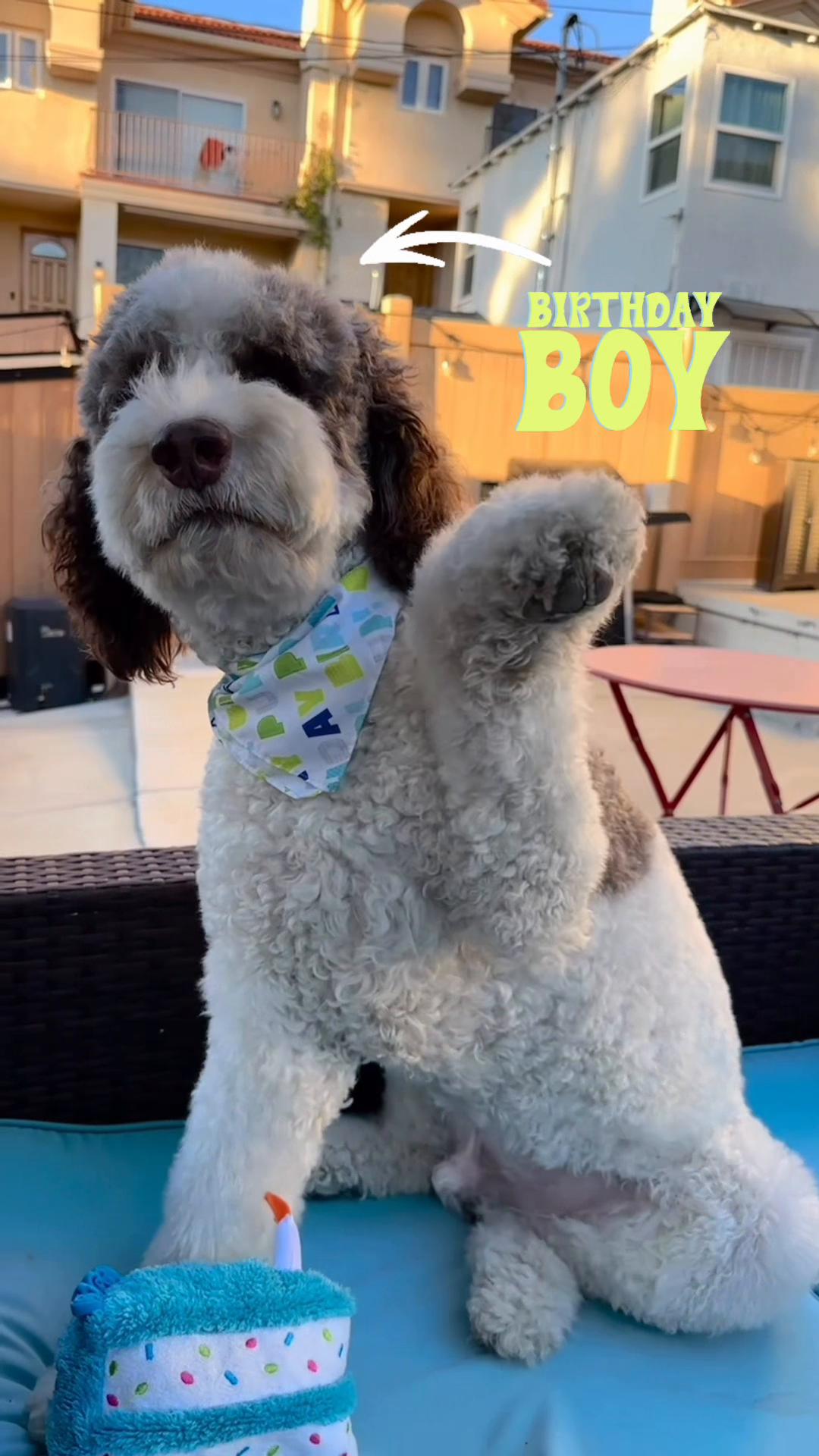 @TheScooterPup