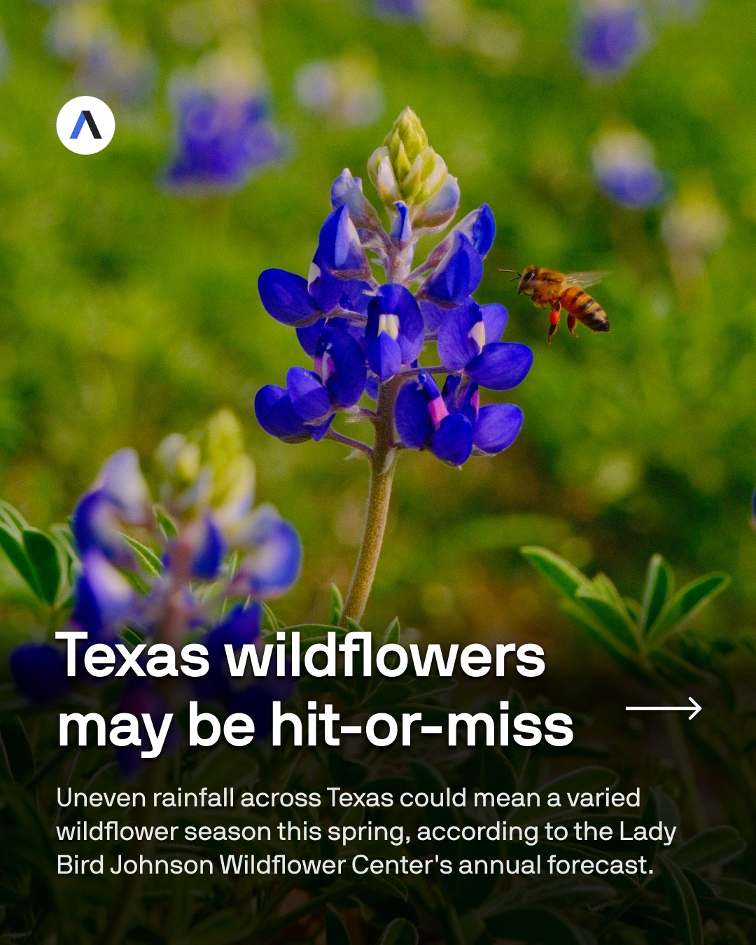 @Axios Dallas