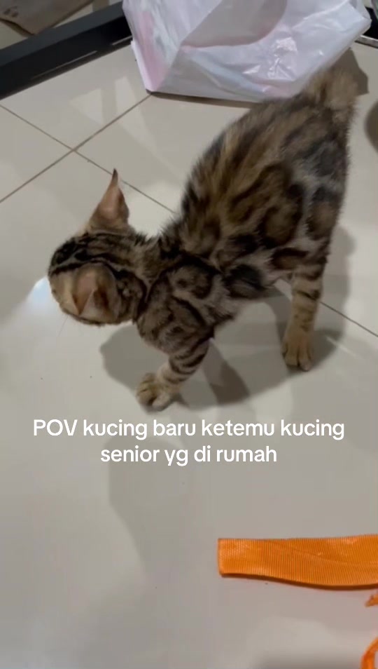 @PreppyRoseCattery