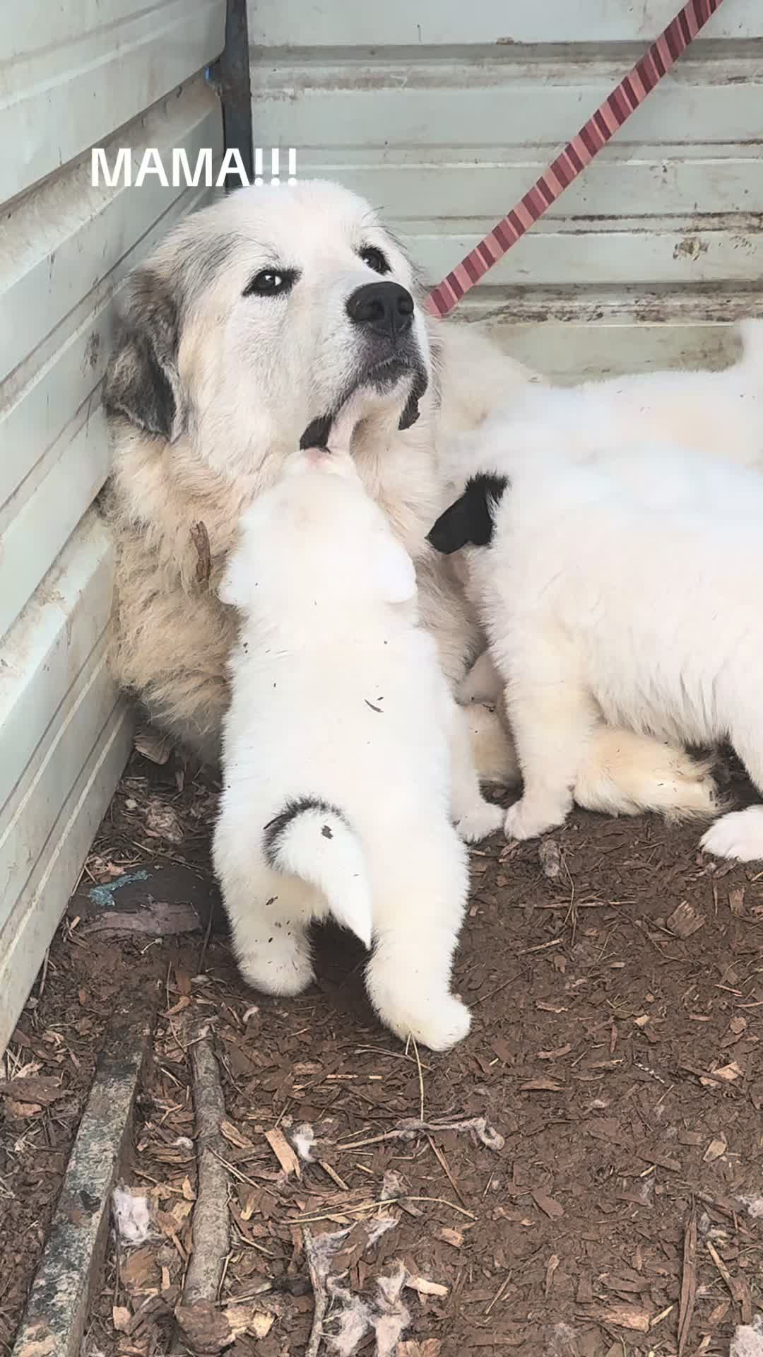@JEPsFarm