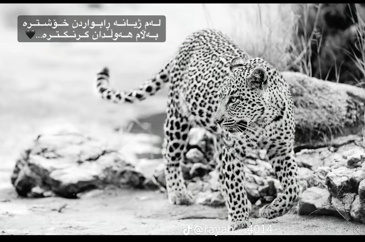 @عــبـود الـحـسـكـاوي