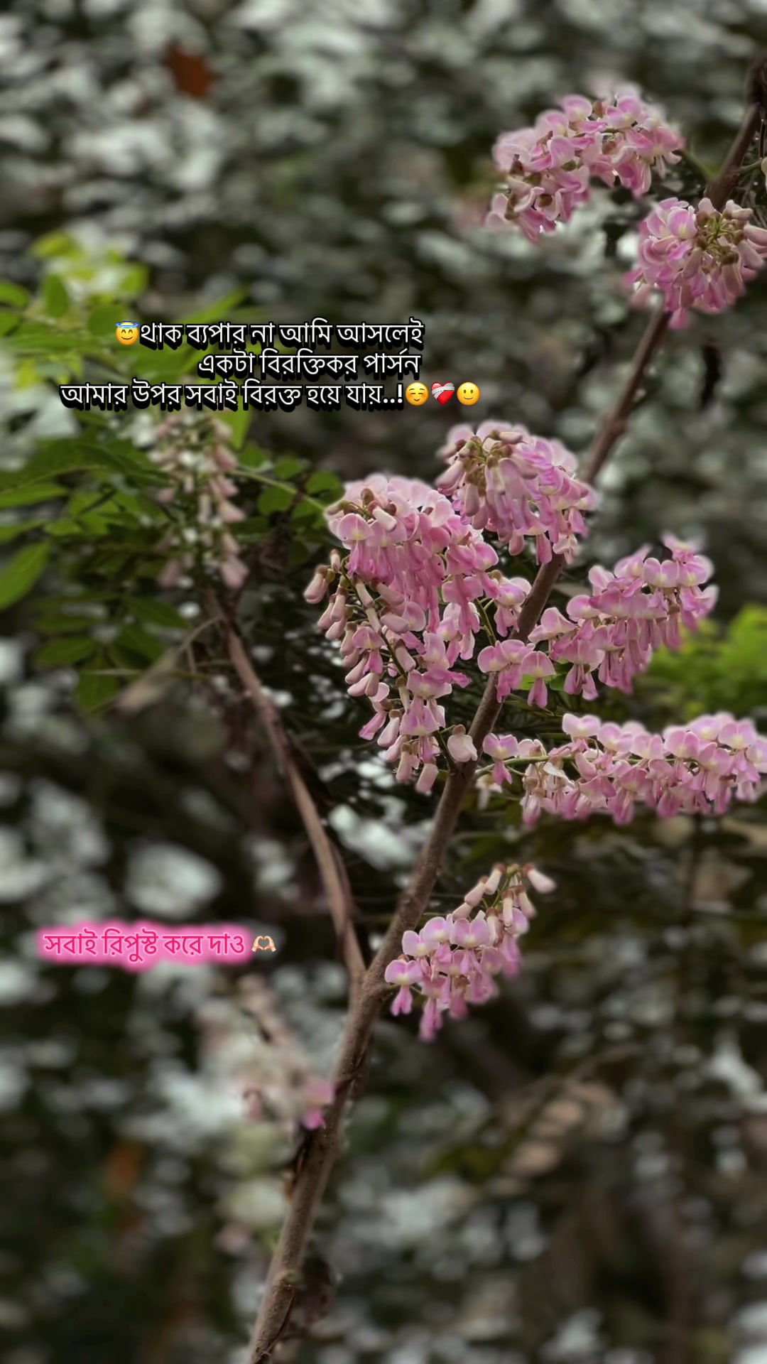 @🐇 🐸  🎀  𝒜𝓃𝒶𝓂  🎀🐸 🐇