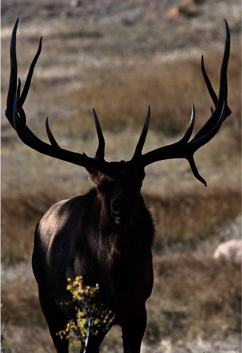 @Wild Born Outdoors - Saxton