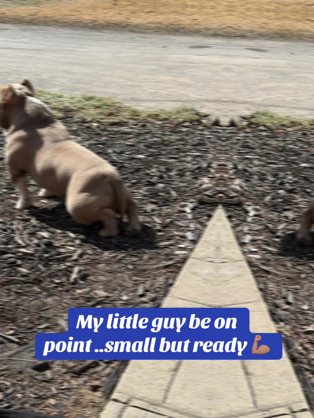 @killerhallkennel