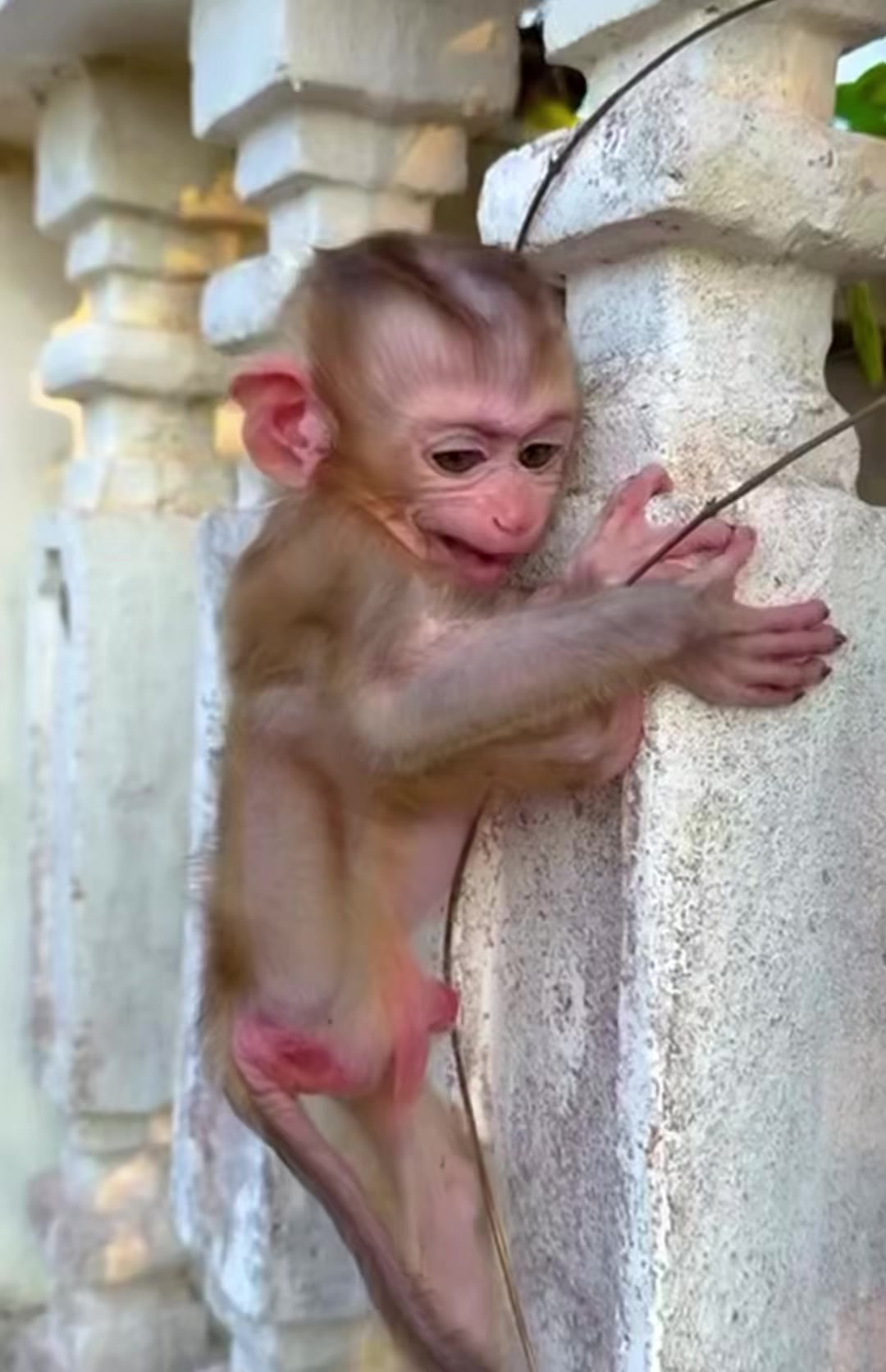 @monkey masaou1234