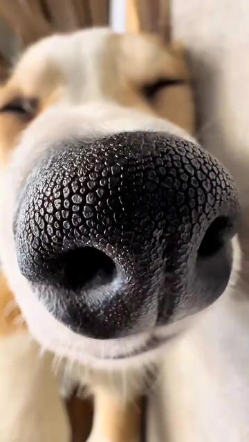 @funpetsday