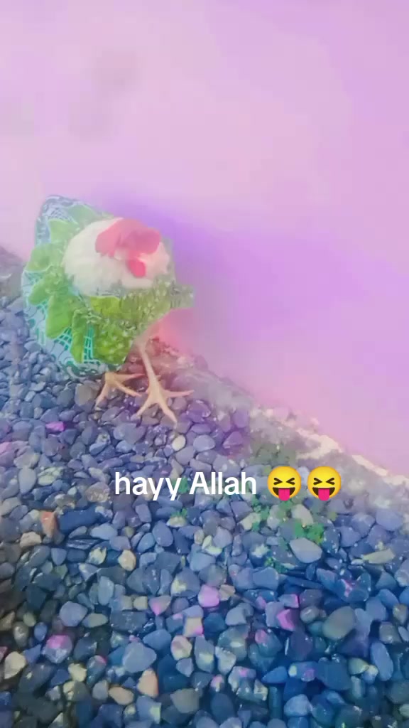 @🫀🥰انت الحیات 😘🫀