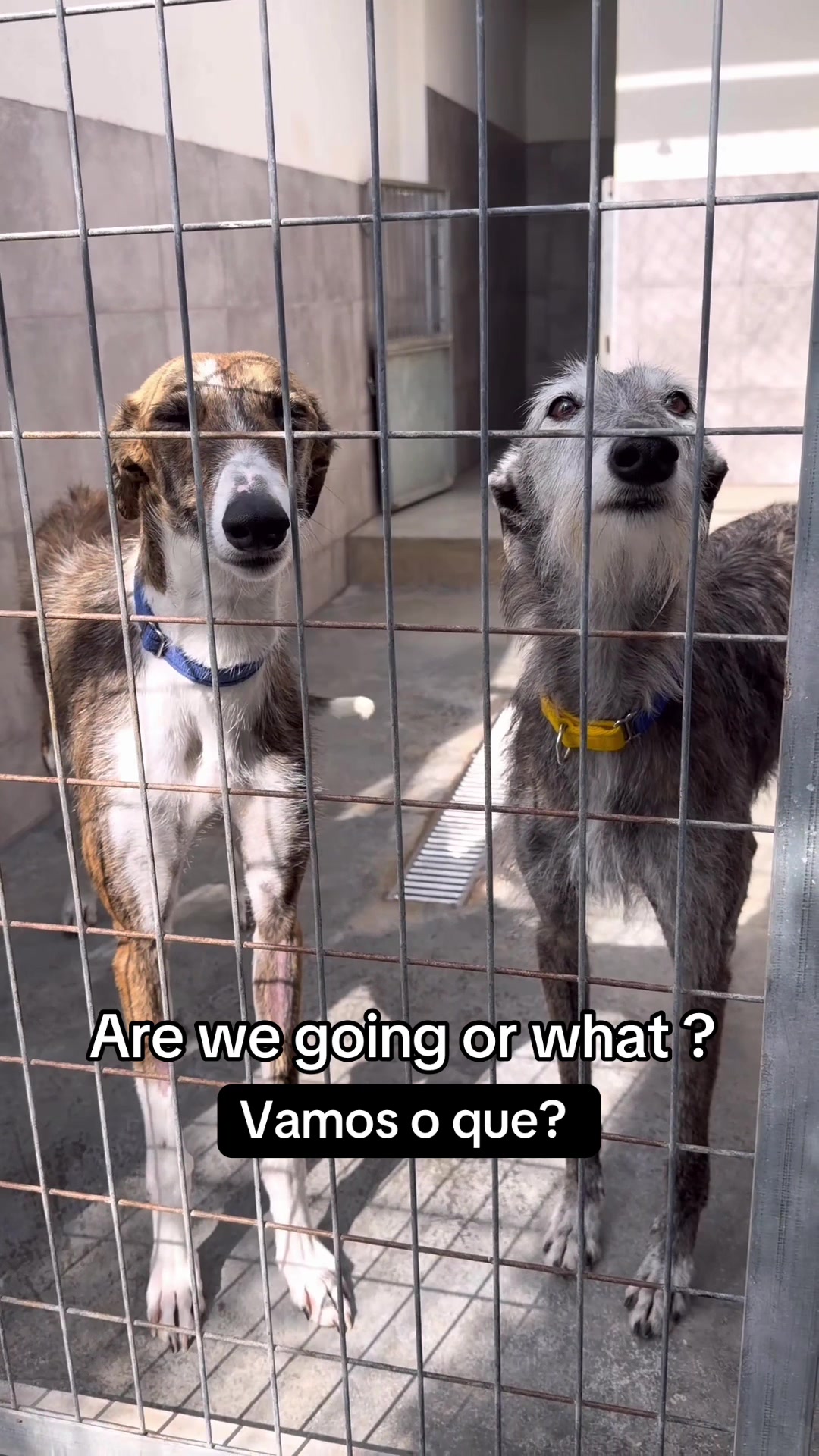@Galgos del Sol