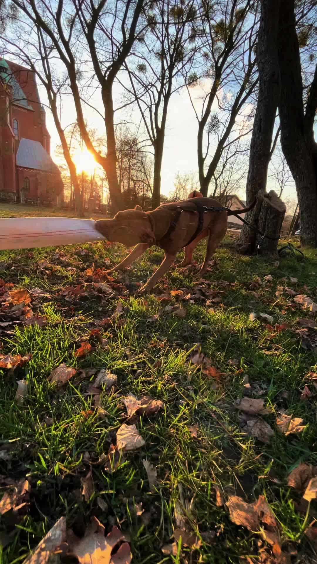 @Doti_Tora_Pitbulls