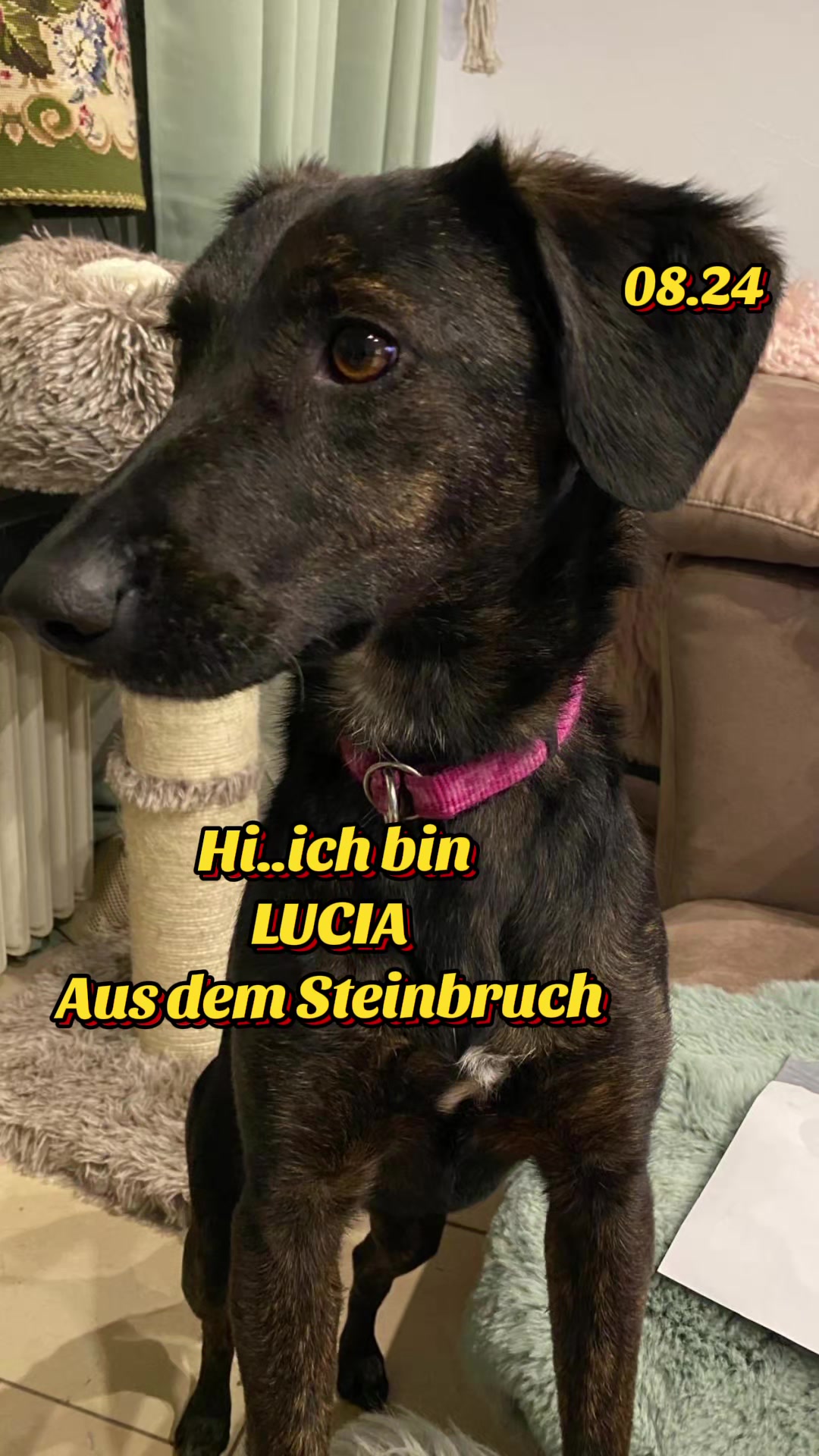 @Hundehilfe Bakony e.V.