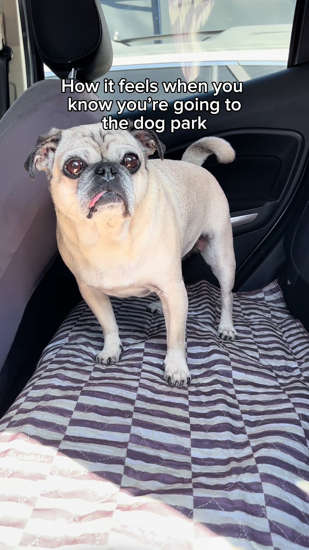 @Lovewag Pets