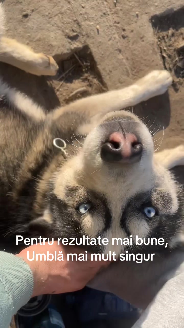 @popdavid51
