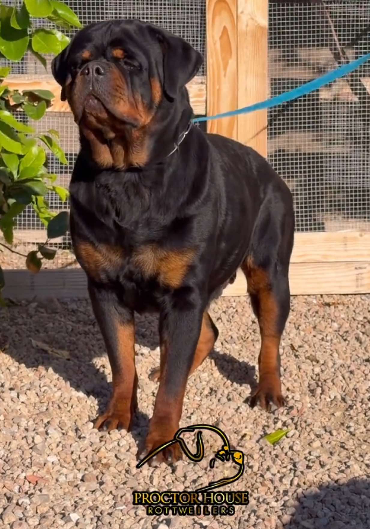 @Proctor House Rottweilers