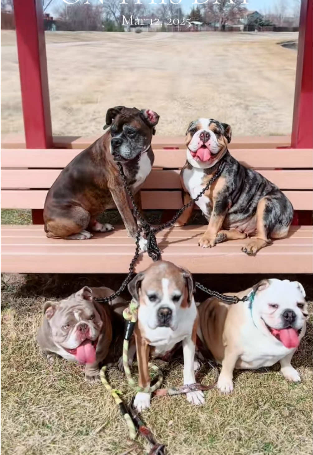 @1of1bulldogz