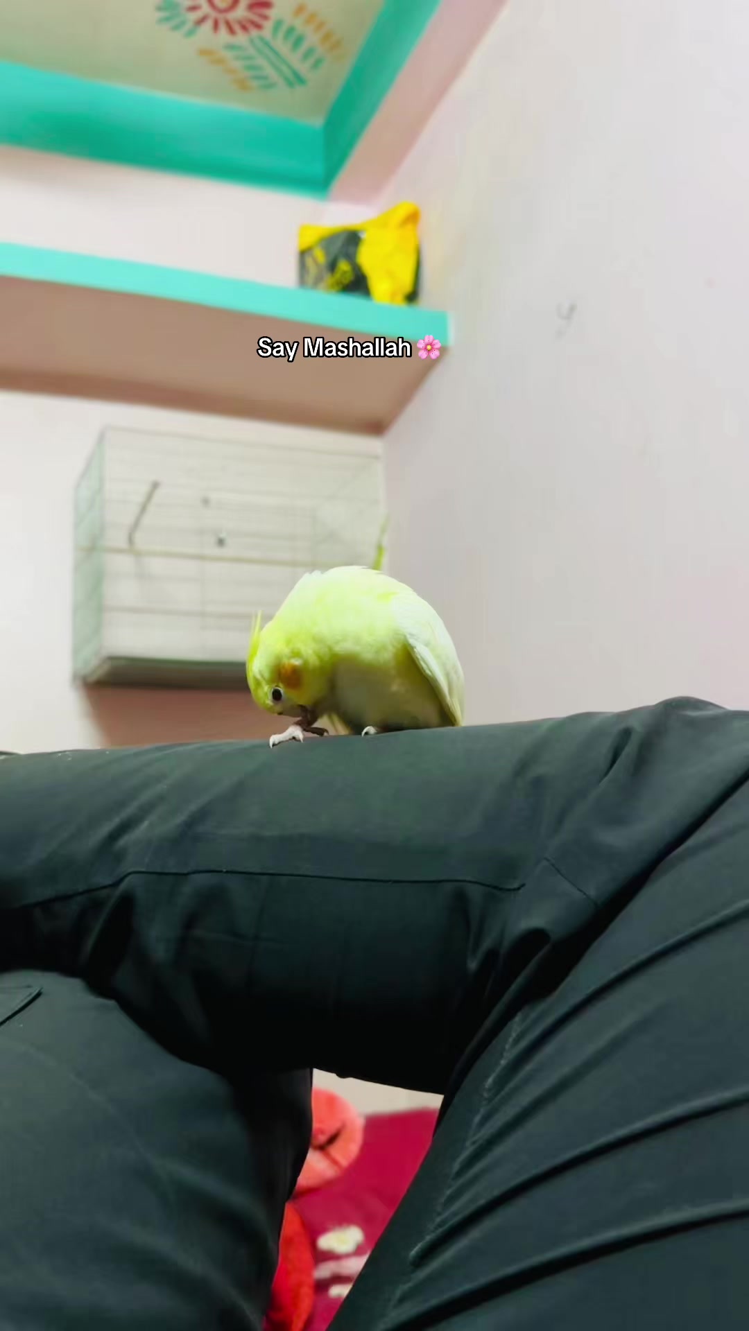 @𝑩𝒊𝒓𝒅𝒔 𝑯𝒐𝒃𝒃𝒚
