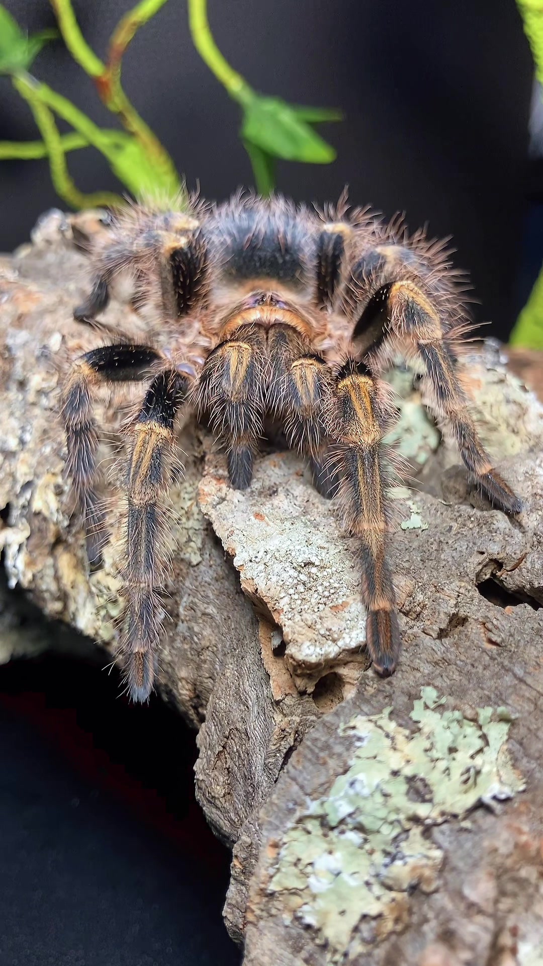 @🕷️𝓛𝓪𝓭𝔂𝓢𝓬𝓪𝓻𝓮🕷️