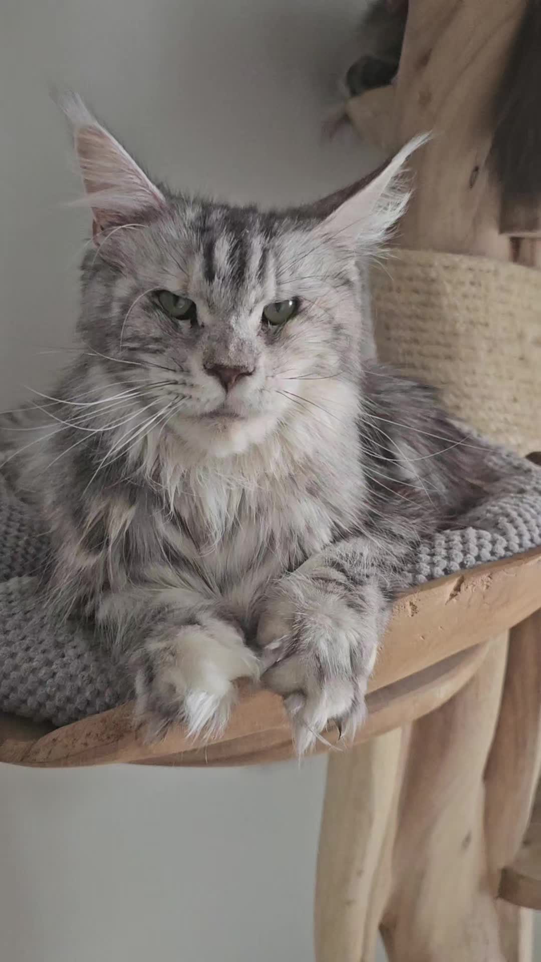 @mainecoonspalace