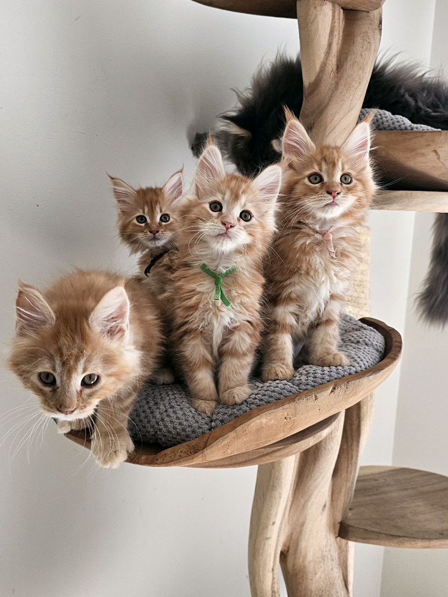 @mainecoonspalace