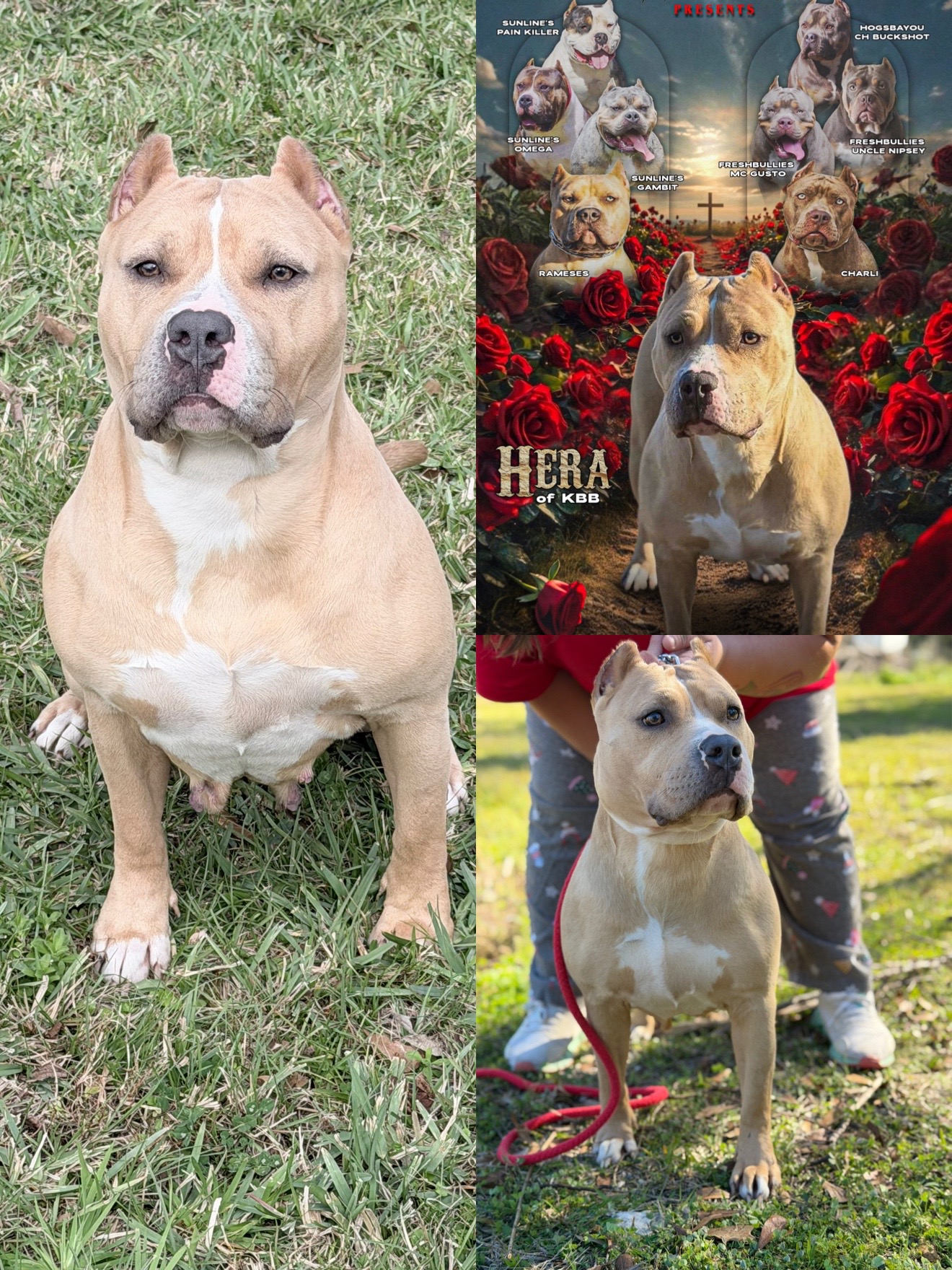 @Hera_The_Bully