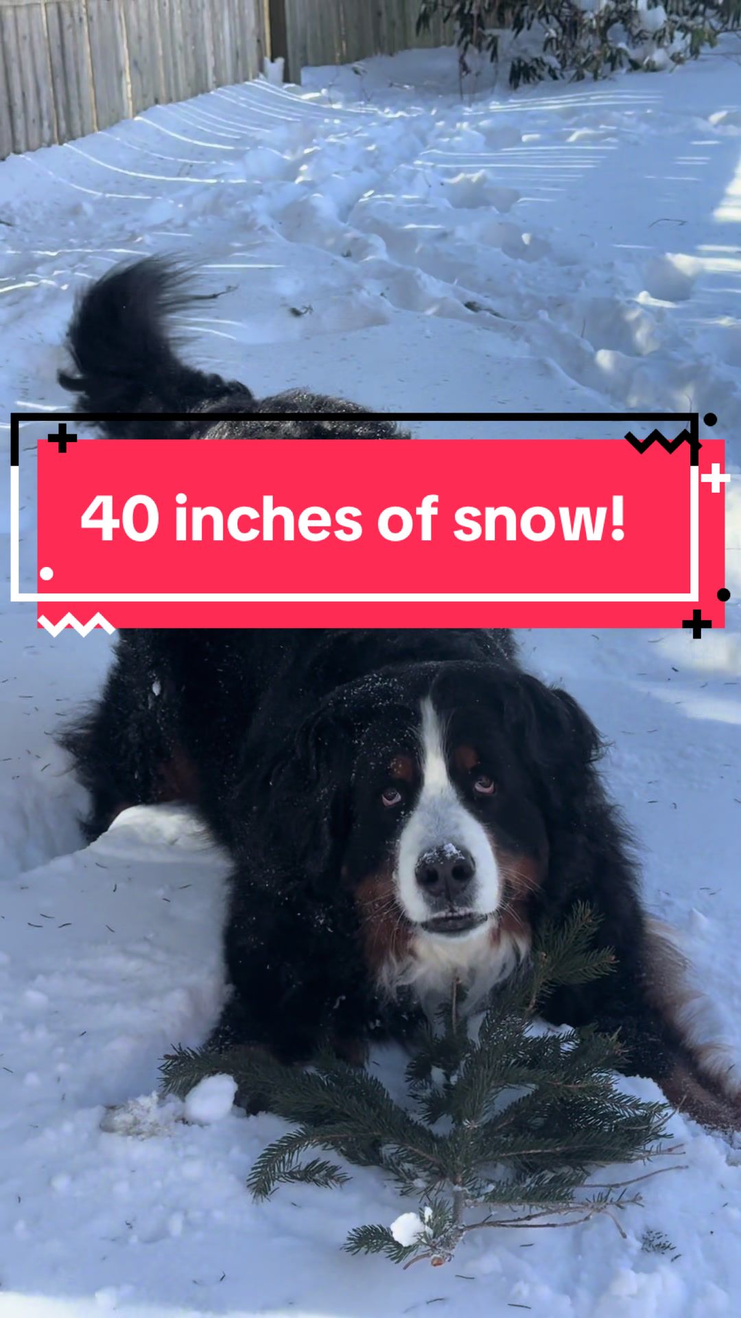 @Ivy the Berner