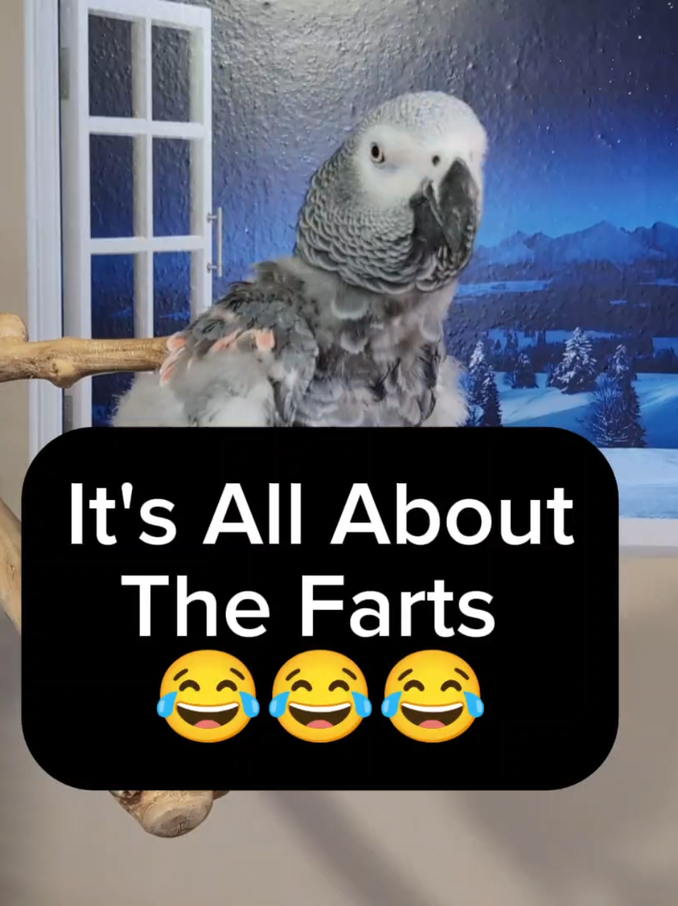 @Cosmothefunnyparrot