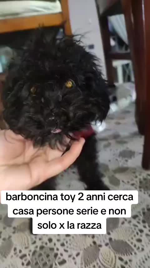 @Gina Boccia