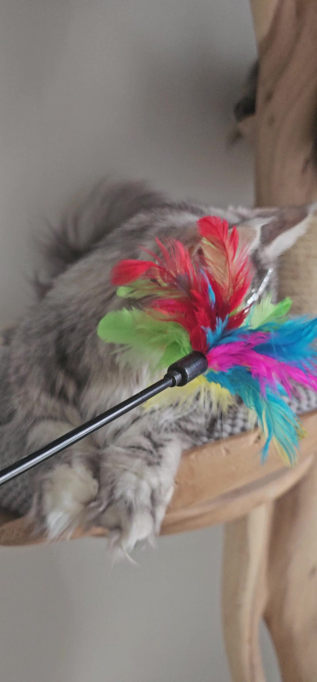@mainecoonspalace