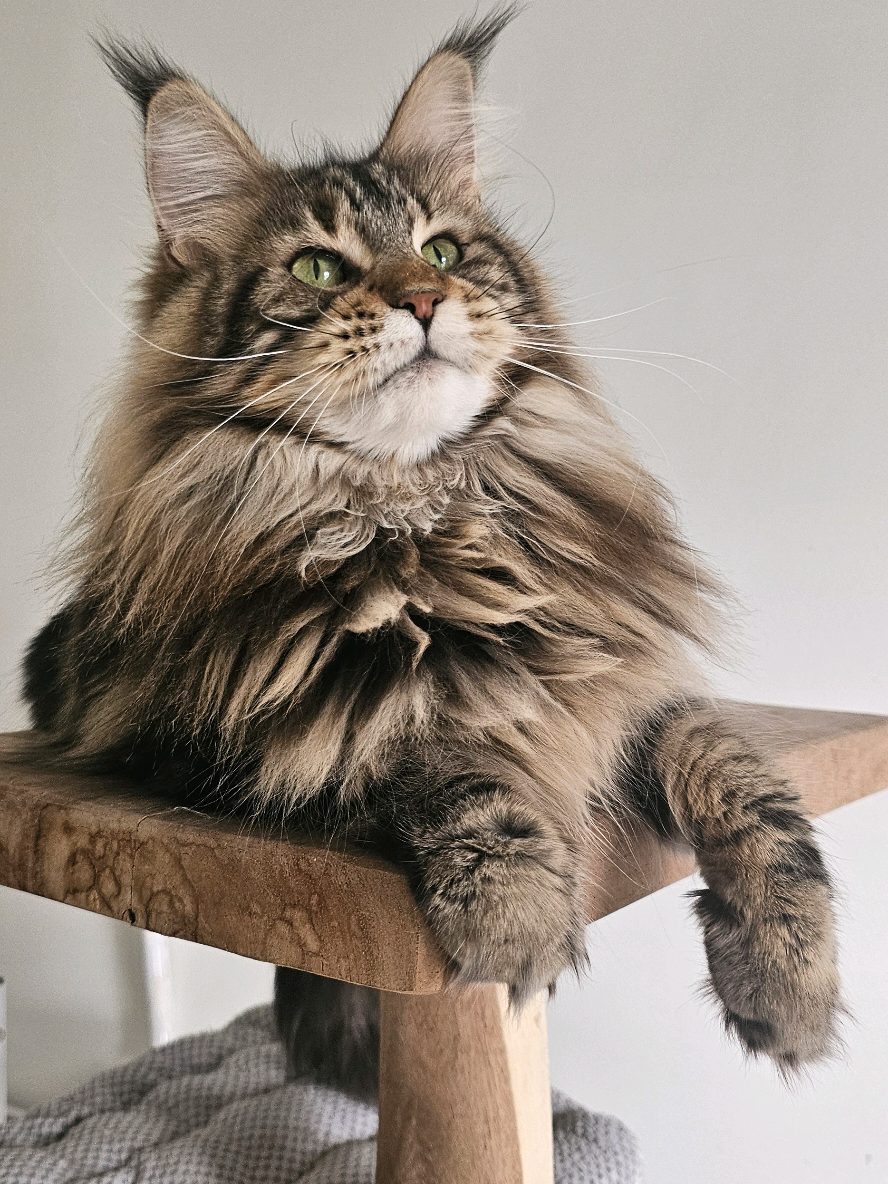 @mainecoonspalace